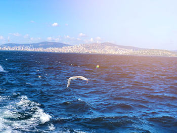 Bird swimming in sea against sky