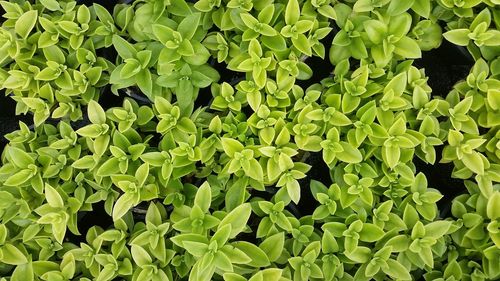 Full frame shot of plants