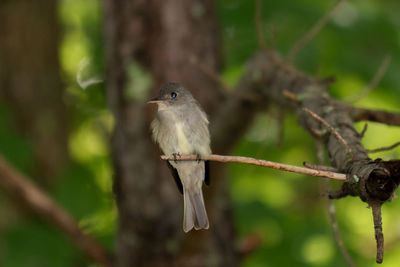 Close-up of bird perching on branch