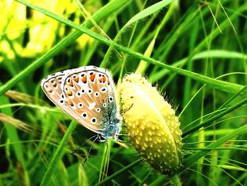 Close-up of butterfly pollinating flower