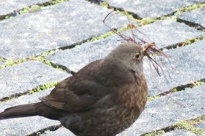 Close-up of bird perching outdoors