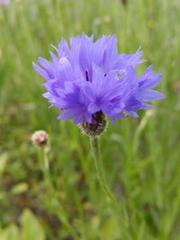 Close-up of flower against blurred background