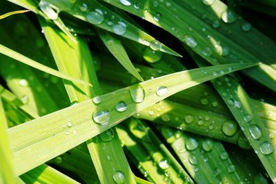 Close-up of water drops on blade of grass