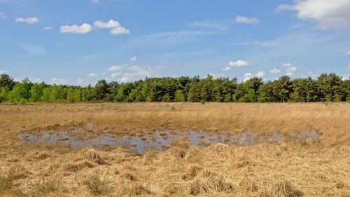 Scenic view of field against sky