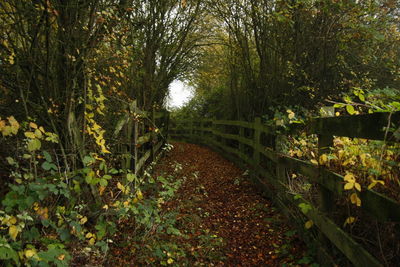 Plants and trees in autumn