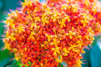 Close-up of yellow flowering plant