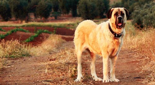 Dog standing on field