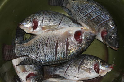 Close-up of fish for sale in market