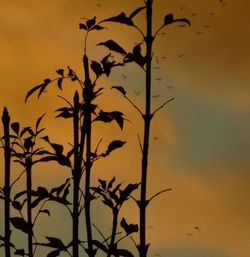 Close-up of silhouette tree against orange sky