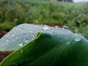 Close-up of water drops on leaves