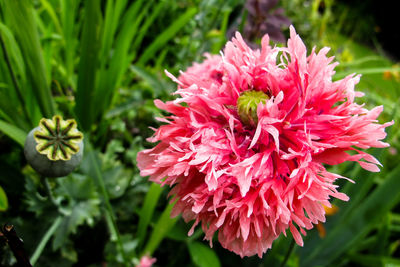 Close-up of pink flower blooming outdoors