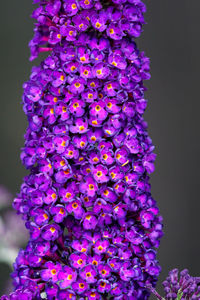 Close-up of purple flowering plant