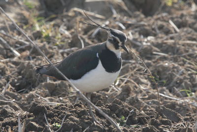 Close-up of bird perching on field