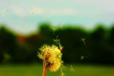 Close-up of flower against blurred background