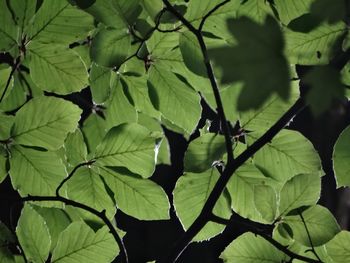 Close-up of green leaves