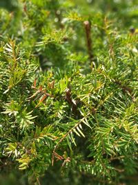 Close-up of plant growing on field