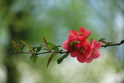 Close-up of red flowers blooming on tree