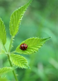 Close-up of ladybug on leaf