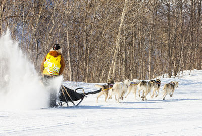 Traditional kamchatka dog sledge race elizovsky sprint on kamchatka