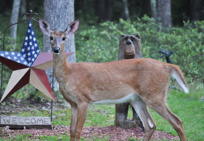 Whitetail doe deer in my neighbor's yard poconos pennsylvania