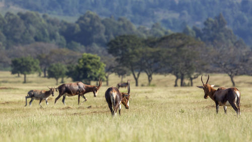 Horses in a field