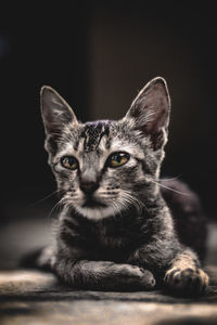 Close-up portrait of  cat against black background