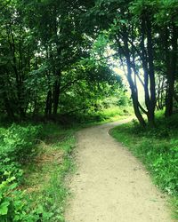 Road amidst trees