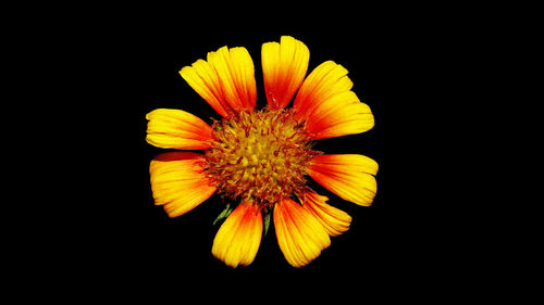 Close-up of yellow flower against black background