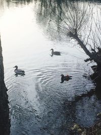 Reflection of birds in calm lake