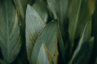 High angle view of canna lily leaves plant.