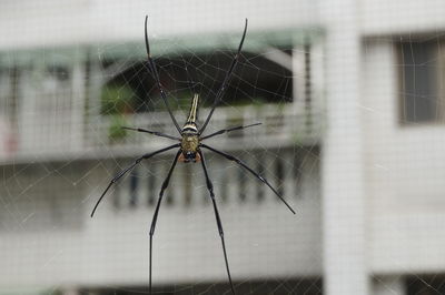 Macro shot of spider on web against building