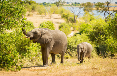 Elephant in zoo