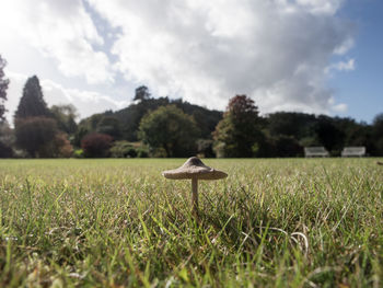 Close-up of mushroom on field against sky