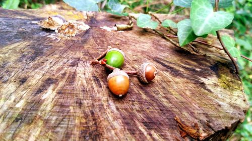 High angle view of fresh wooden plant