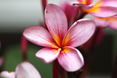 Close-up of pink orchid blooming outdoors