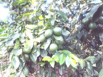 Close-up of fruits growing on tree