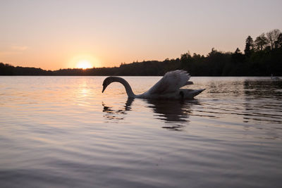 Swan swimming in lake