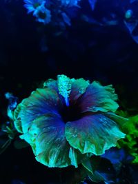 Close-up of blue flower