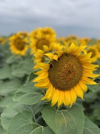 Close-up of sunflower