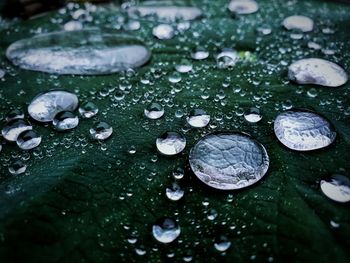 Close-up of water drops on leaves