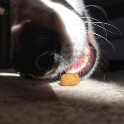 Close-up of cat eating