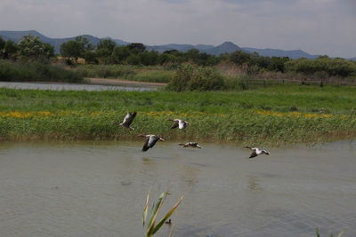 Ducks in a lake