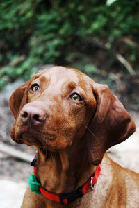 Close-up of dog looking away