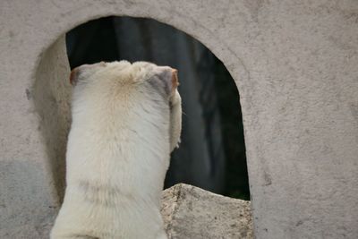 Close-up of a cat