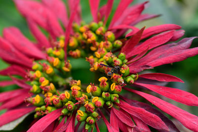 Close-up of pink flower