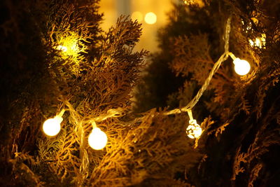 Close-up of illuminated christmas tree at night