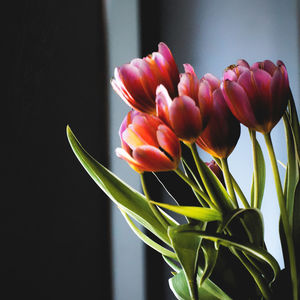 Close-up of pink tulips