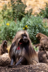 Monkey sitting on a tree