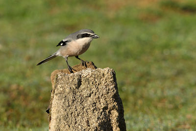 Close-up of bird perching on wood