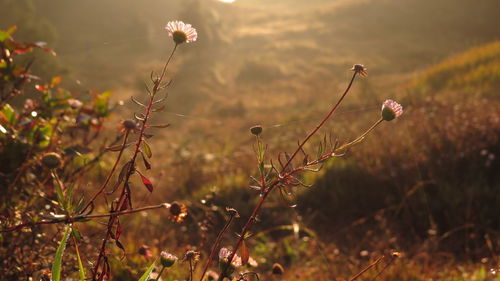 Close-up of flowering plants on field